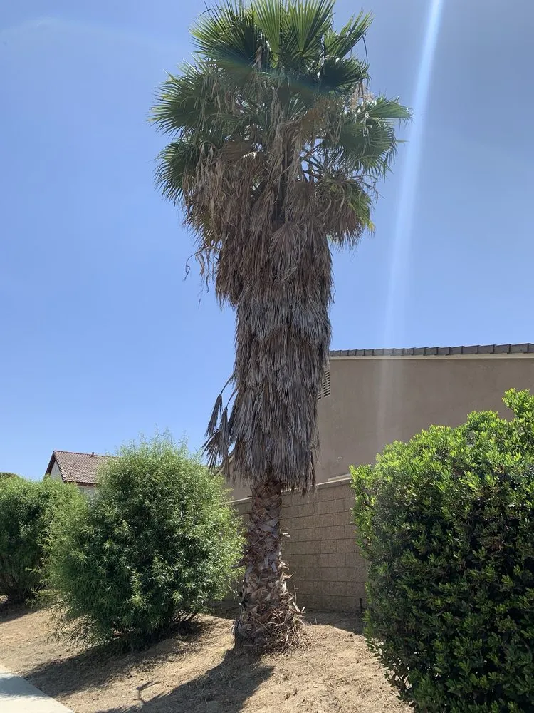 Local yard cleanup service in Hemet, CA - Rolando’s Tree Service