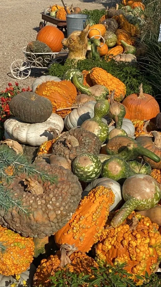 Trusted landscape design for outdoor upgrades in Waxahachie, TX by Roland's Nursery & Landscaping