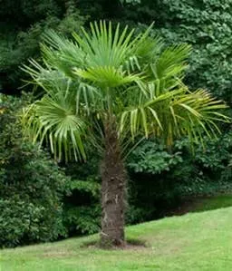 Local lawn care service in Waxahachie, TX by Roland's Nursery & Landscaping