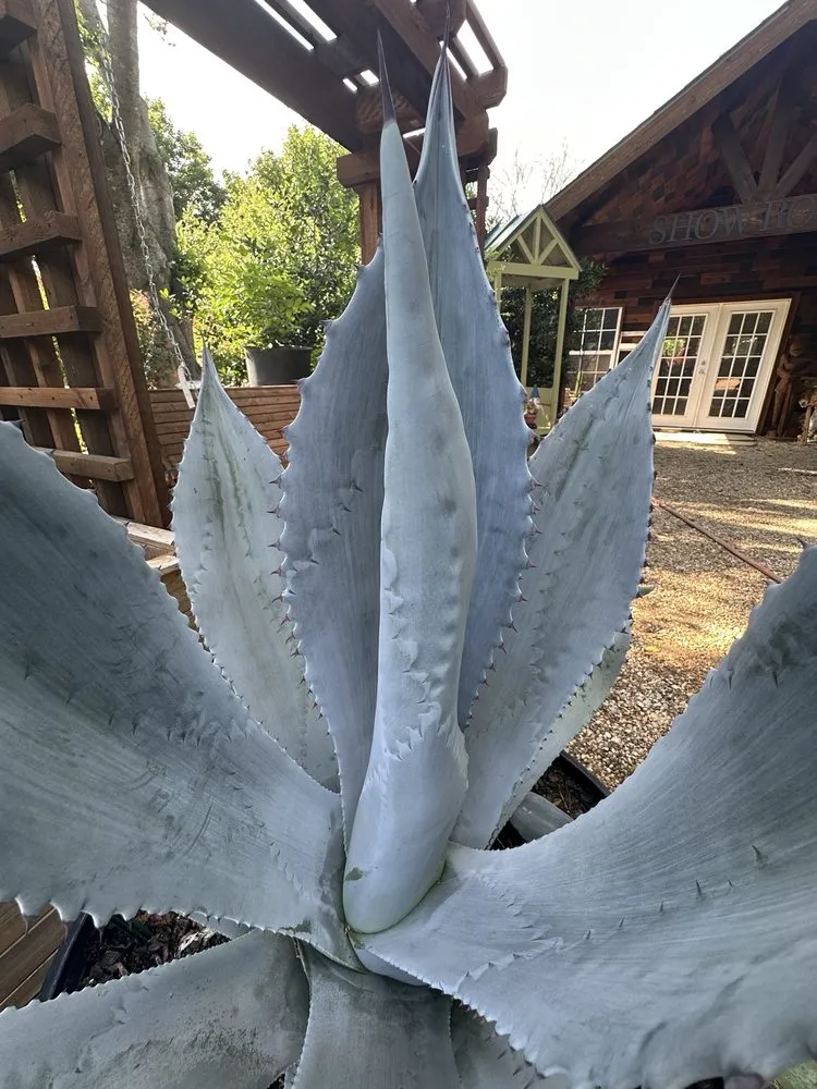 Expert landscape design experts serving Waxahachie, TX - Roland's Nursery & Landscaping