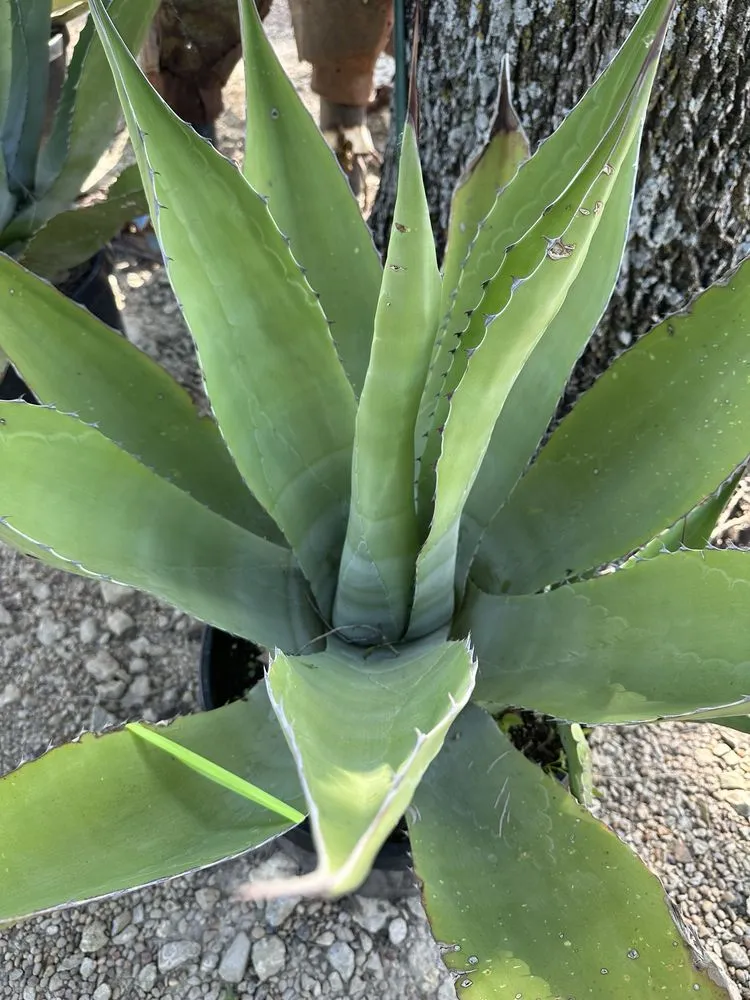 Top-rated yard maintenance for year-round maintenance across Waxahachie, TX - Roland's Nursery & Landscaping