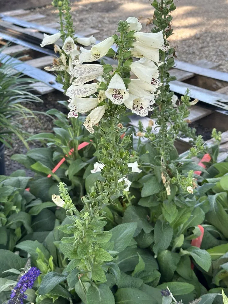 Reliable landscape design experts serving Waxahachie, TX - Roland's Nursery & Landscaping