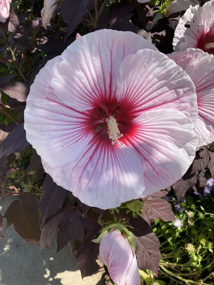 Trusted garden landscaping in Waxahachie, TX - Roland's Nursery & Landscaping