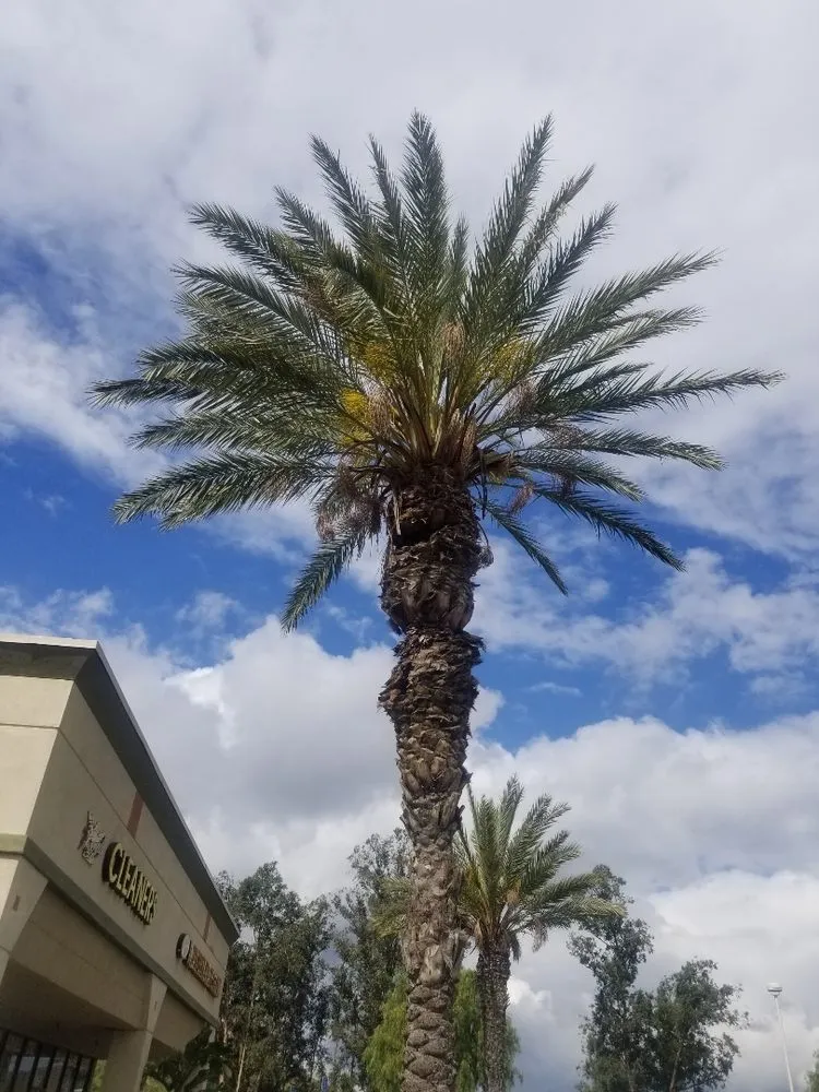 Custom outdoor landscaping experts serving Langley, OK - Roley's Tree Care