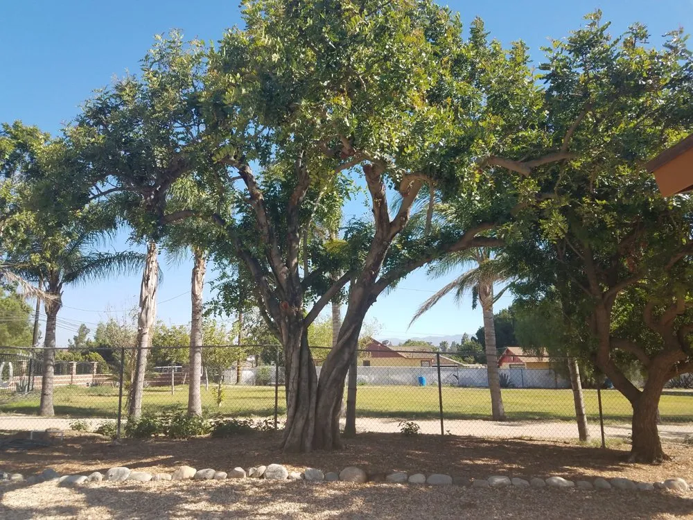 Expert yard cleanup service in Langley, OK - Roley's Tree Care