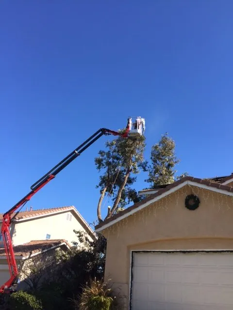 Local yard cleanup service for beautiful yards across Langley, OK - Roley's Tree Care