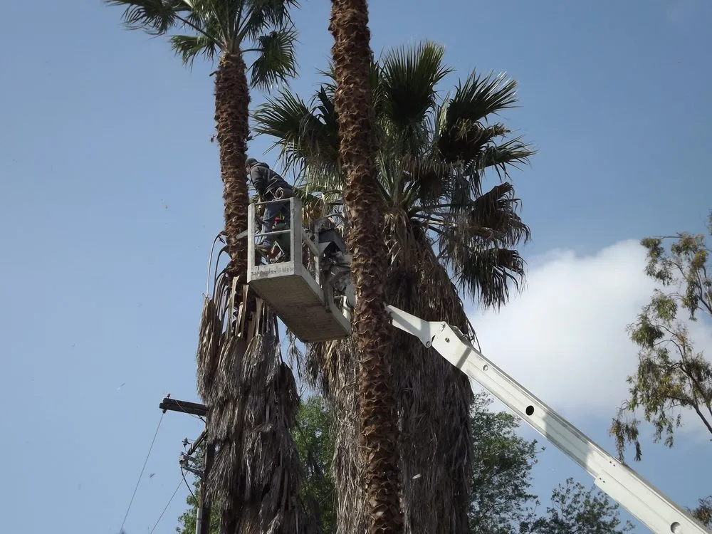 Expert yard cleanup service in Langley, OK by Roley's Tree Care
