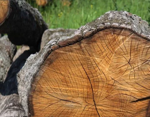 Roley's Tree Care
