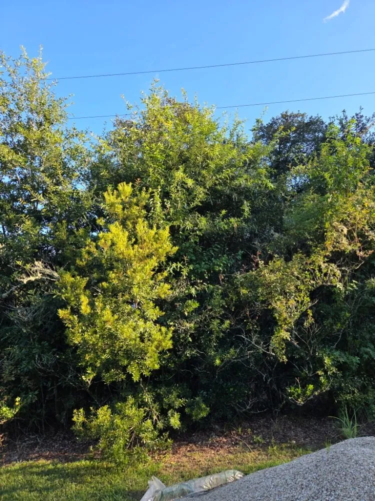 Custom yard cleanup service for year-round maintenance in Livingston, LA by Rollin Rite