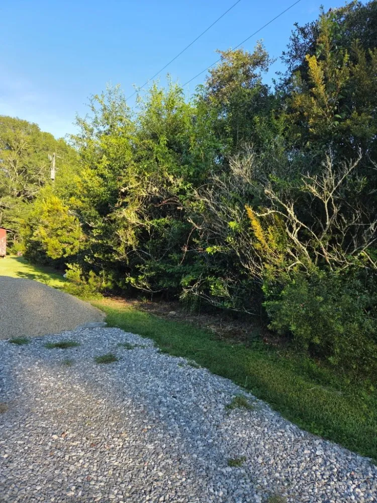 Top-rated yard cleanup service in Livingston, LA by Rollin Rite