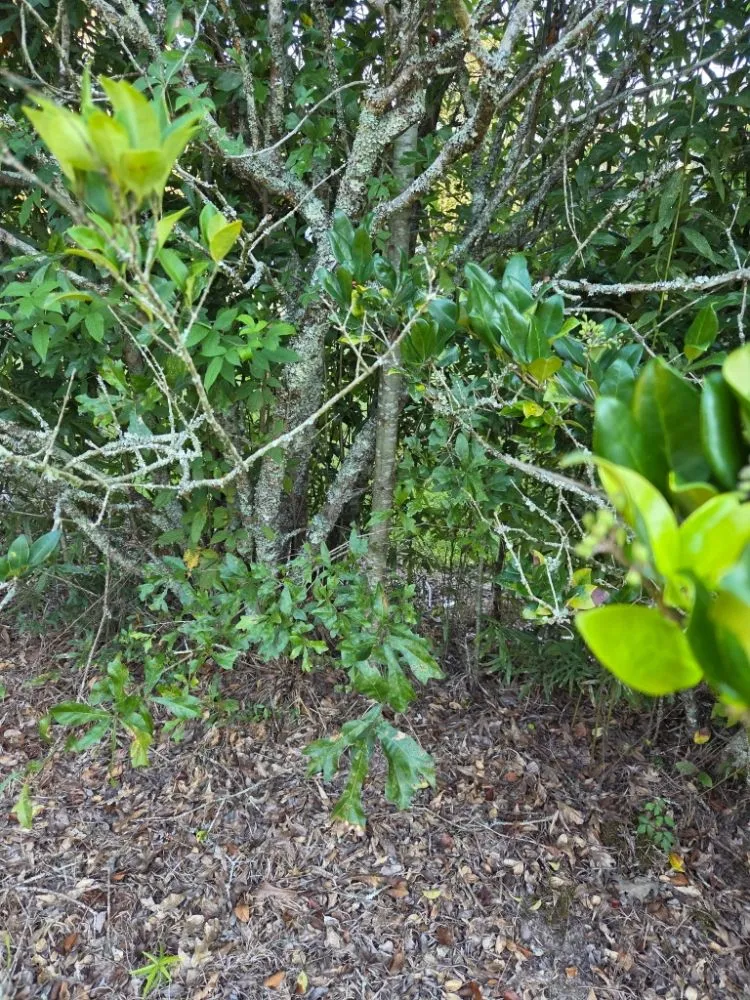 Professional yard maintenance in Livingston, LA - Rollin Rite