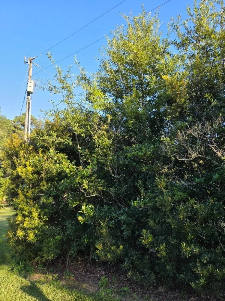 Custom residential landscaping in Livingston, LA - Rollin Rite