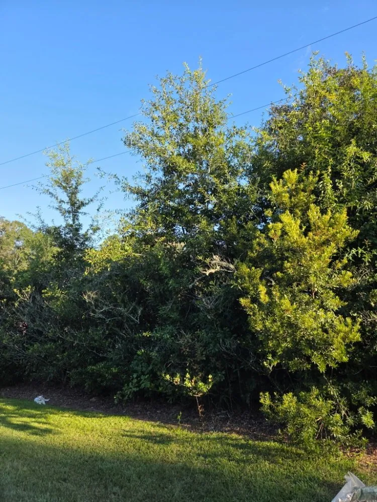 Top-rated yard cleanup service experts serving Livingston, LA - Rollin Rite