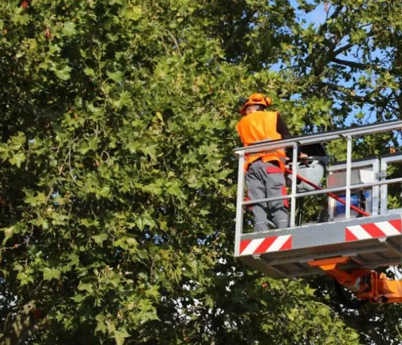 Top-rated garden landscaping for residential properties across Mira Loma, CA - Rolling Green