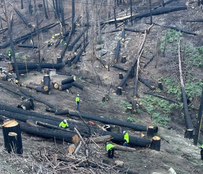 Professional yard cleanup service in Mira Loma, CA - Rolling Green