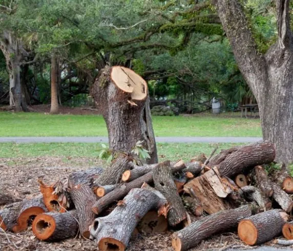 Reliable yard maintenance near you across Mira Loma, CA - Rolling Green