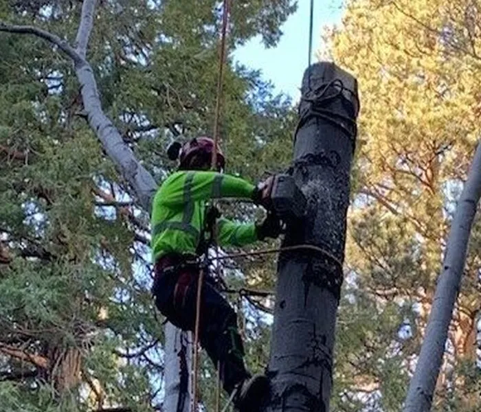 Custom yard cleanup service experts serving San Bernardino, CA - Rolling Green