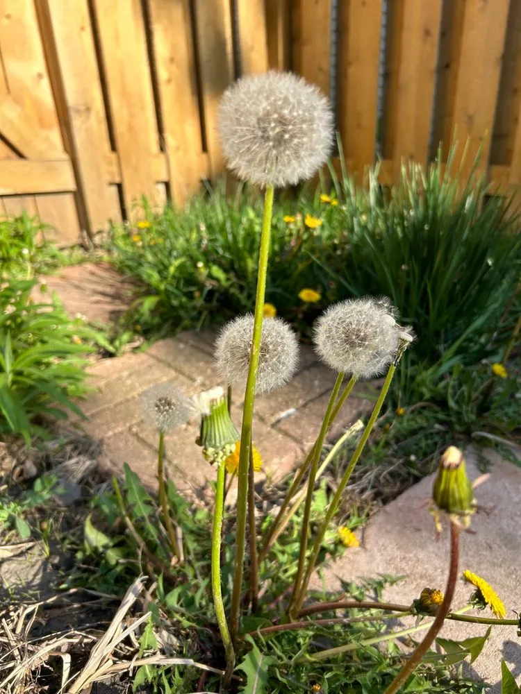 Top-rated yard cleanup service in Lake Barrington, IL - Rolling Green Turf Care