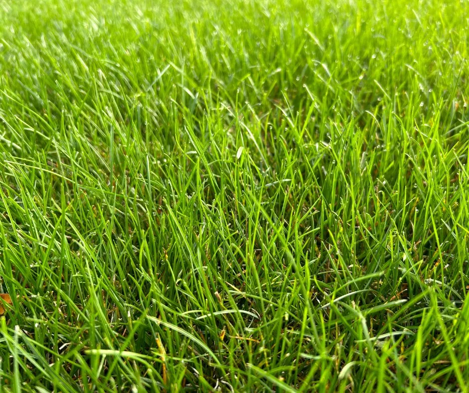 Local residential landscaping in Lake Barrington, IL - Rolling Green Turf Care