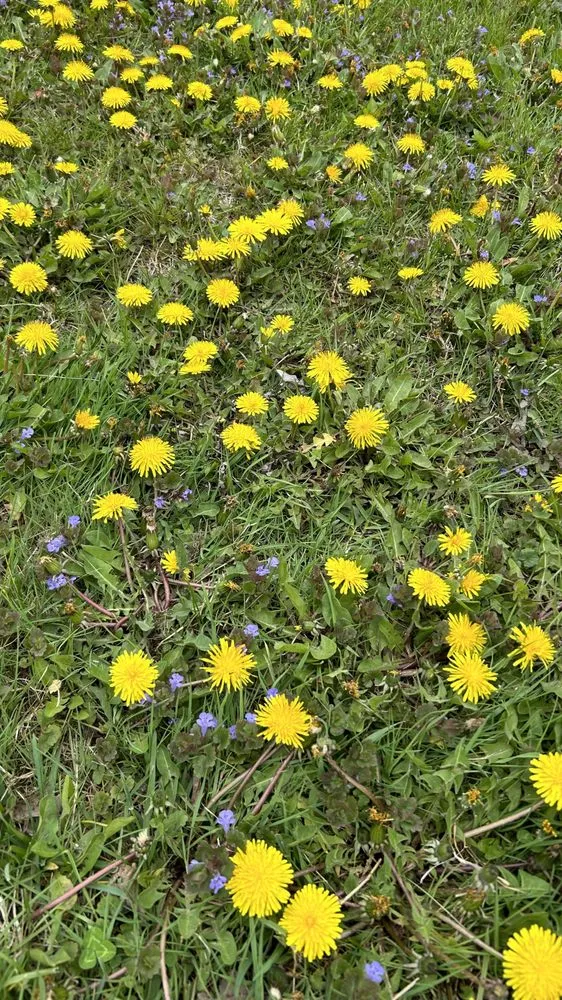 Expert lawn care service for year-round maintenance across Lake Barrington, IL - Rolling Green Turf Care