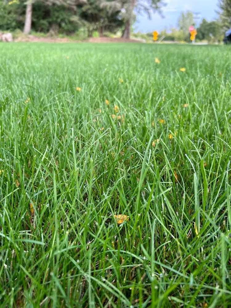 Reliable landscape design with custom design in Lake Barrington, IL by Rolling Green Turf Care