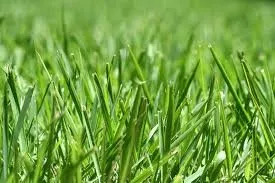 Professional lawn care service experts serving Lake Barrington, IL - Rolling Green Turf Care