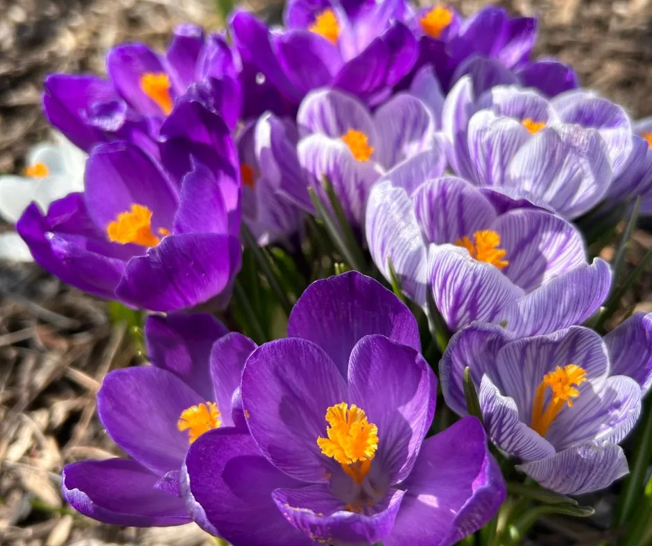 Trusted lawn mowing service in Lake Barrington, IL by Rolling Green Turf Care