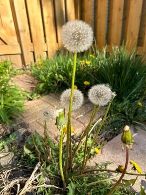 Rolling Green Turf Care