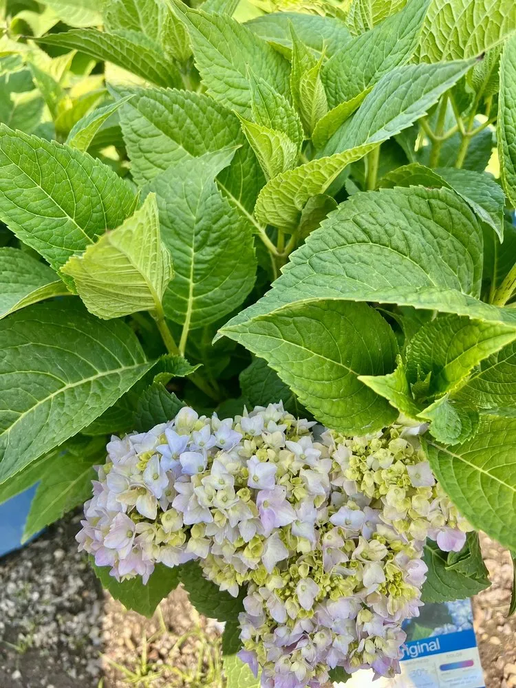 Expert outdoor landscaping experts serving Lincolnshire, IL - Rolling Hills Nursery