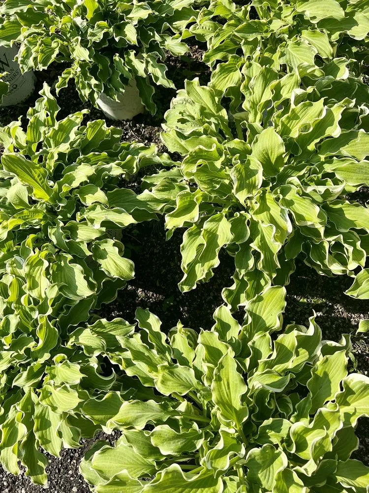 Professional landscape design near you in Lincolnshire, IL by Rolling Hills Nursery