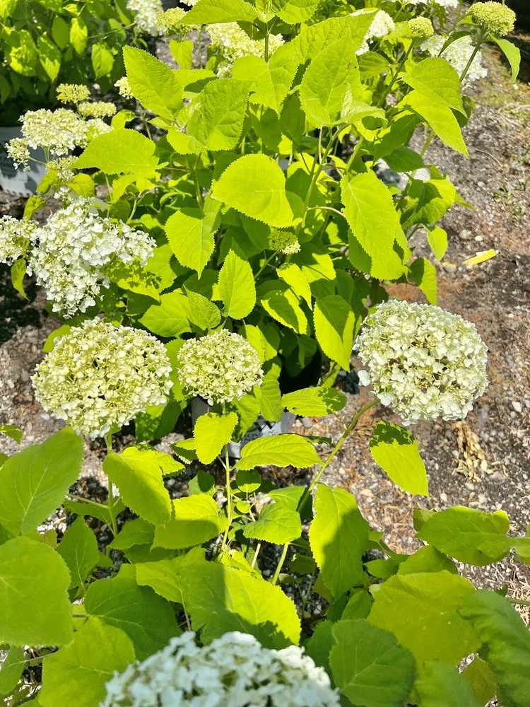 Affordable landscape design in Lincolnshire, IL - Rolling Hills Nursery