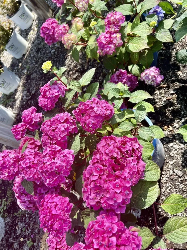 Reliable residential landscaping near you across Lincolnshire, IL - Rolling Hills Nursery