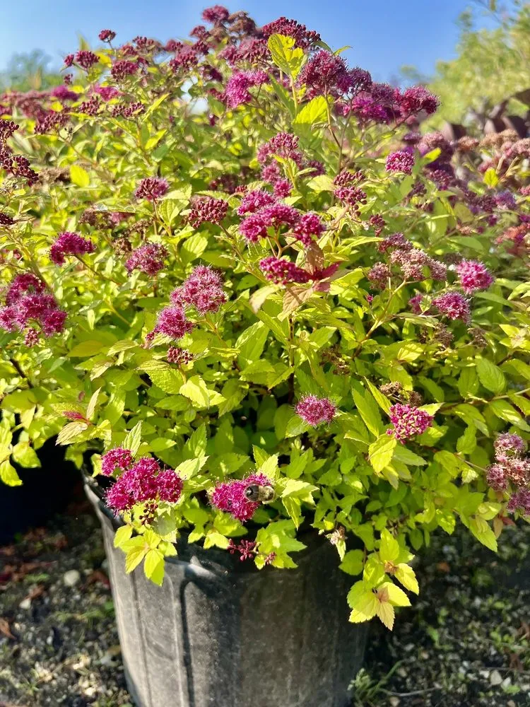 Professional lawn care service with custom design across Lincolnshire, IL - Rolling Hills Nursery