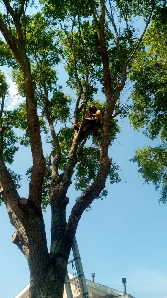 Expert landscaping services for homes in Groveland, FL by Rolling Hills Tree Company