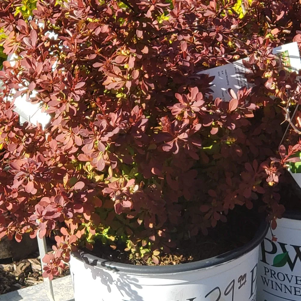 Trusted outdoor landscaping in Olathe, KS - Rolling Meadows Landscape & Garden Center