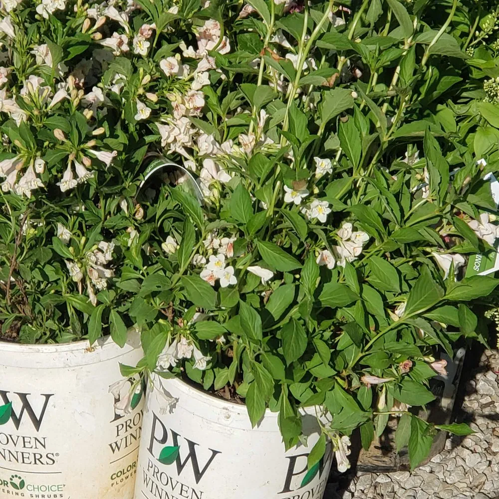 Top-rated landscape installation for outdoor upgrades across Olathe, KS - Rolling Meadows Landscape & Garden Center