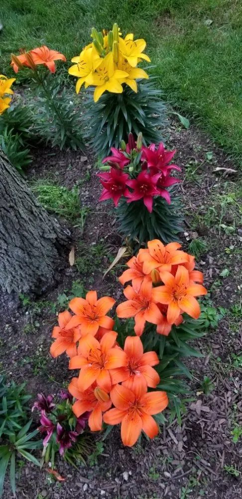 Professional yard cleanup service in West Haven, CT - RoMa General Landscaping