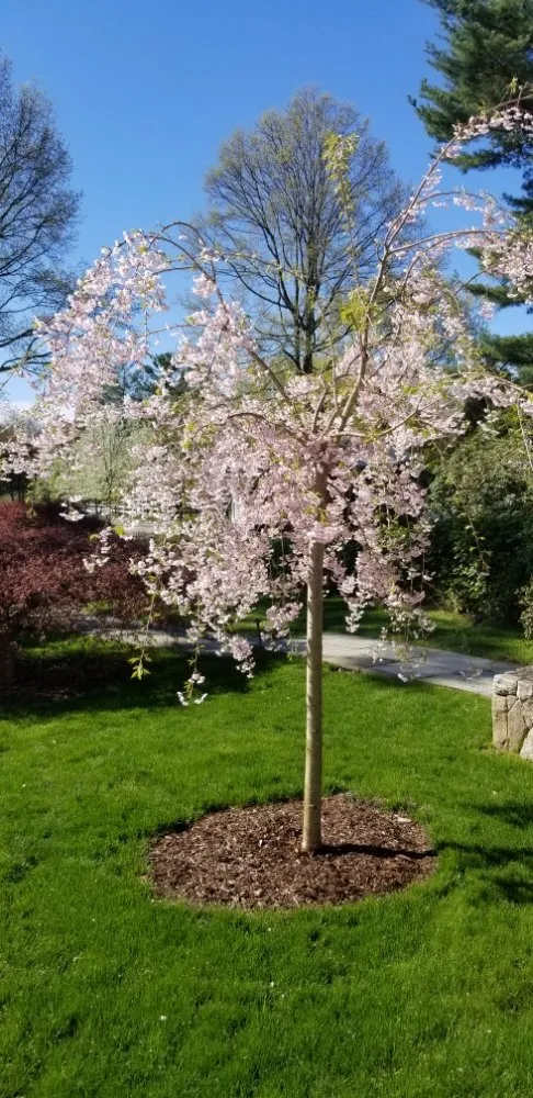 Top-rated landscape design in West Haven, CT - RoMa General Landscaping