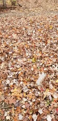 RoMa General Landscaping Logo