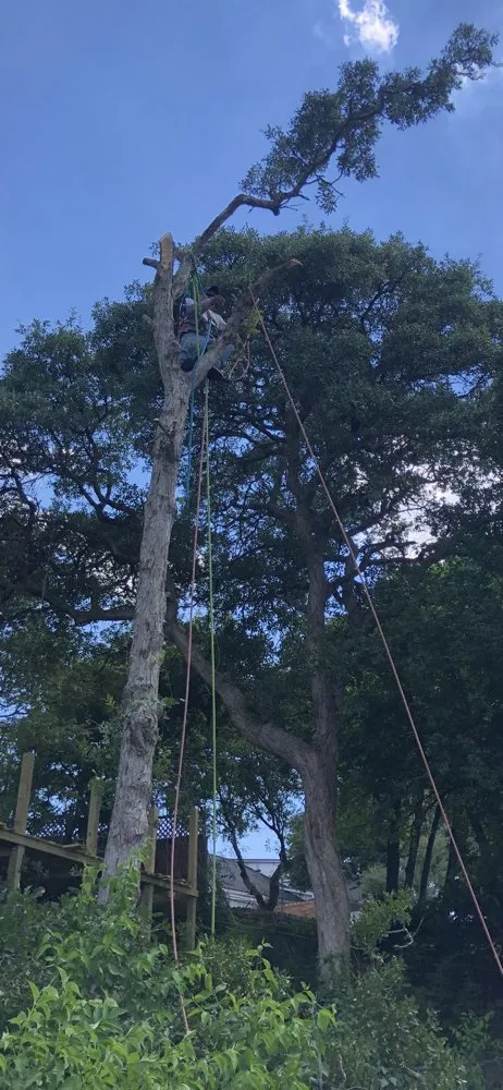 Custom garden landscaping for outdoor upgrades across Waco, TX - Roma Tree Service