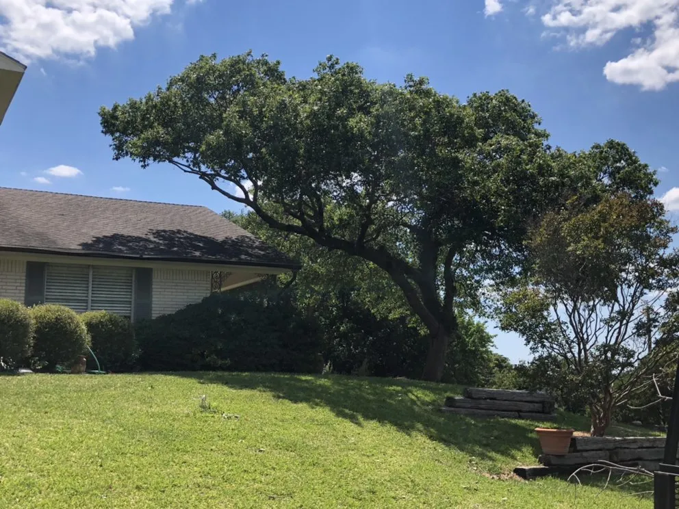 Top-rated outdoor landscaping experts serving Waco, TX - Roma Tree Service