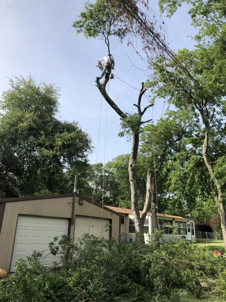 Affordable landscape design in Waco, TX - Roma Tree Service