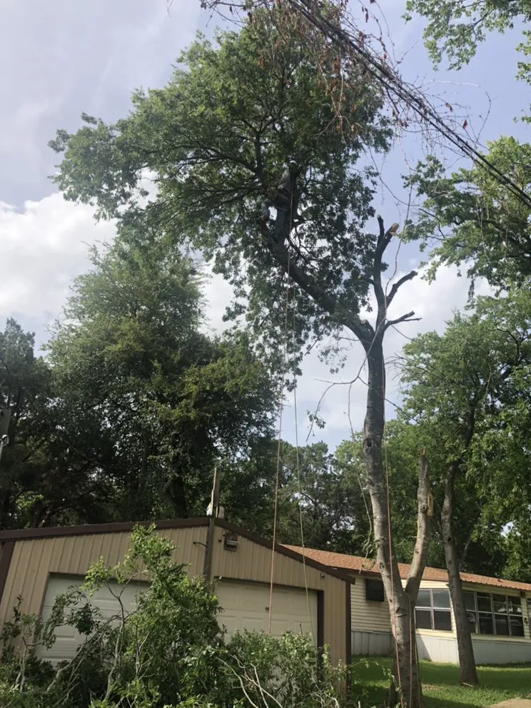 Top-rated yard cleanup service in Waco, TX - Roma Tree Service