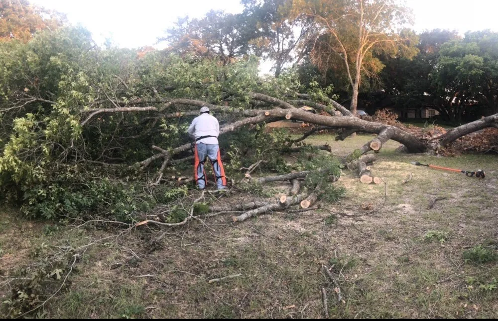 Top-rated yard maintenance experts serving Waco, TX - Roma Tree Service
