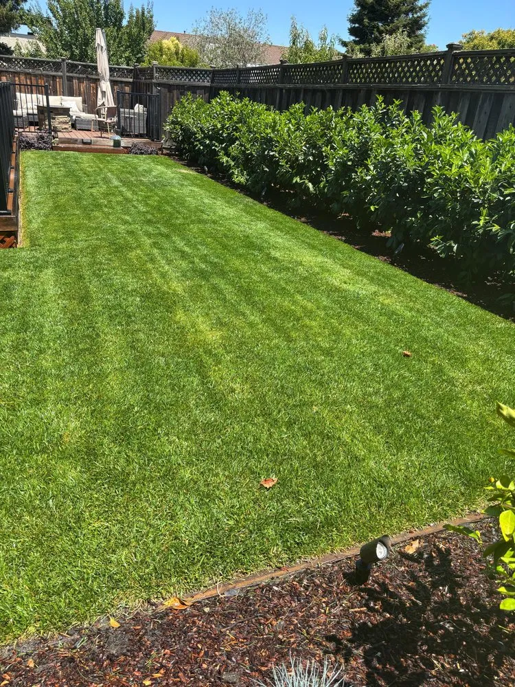 Reliable yard cleanup service for residential properties across East Palo Alto, CA - Roman Landscape