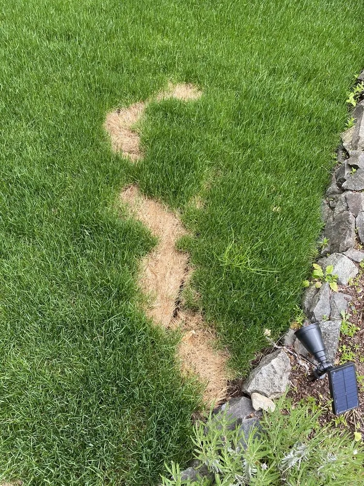 Trusted lawn mowing service for residential properties in Auburn, WA by Roman Professional Landscaping