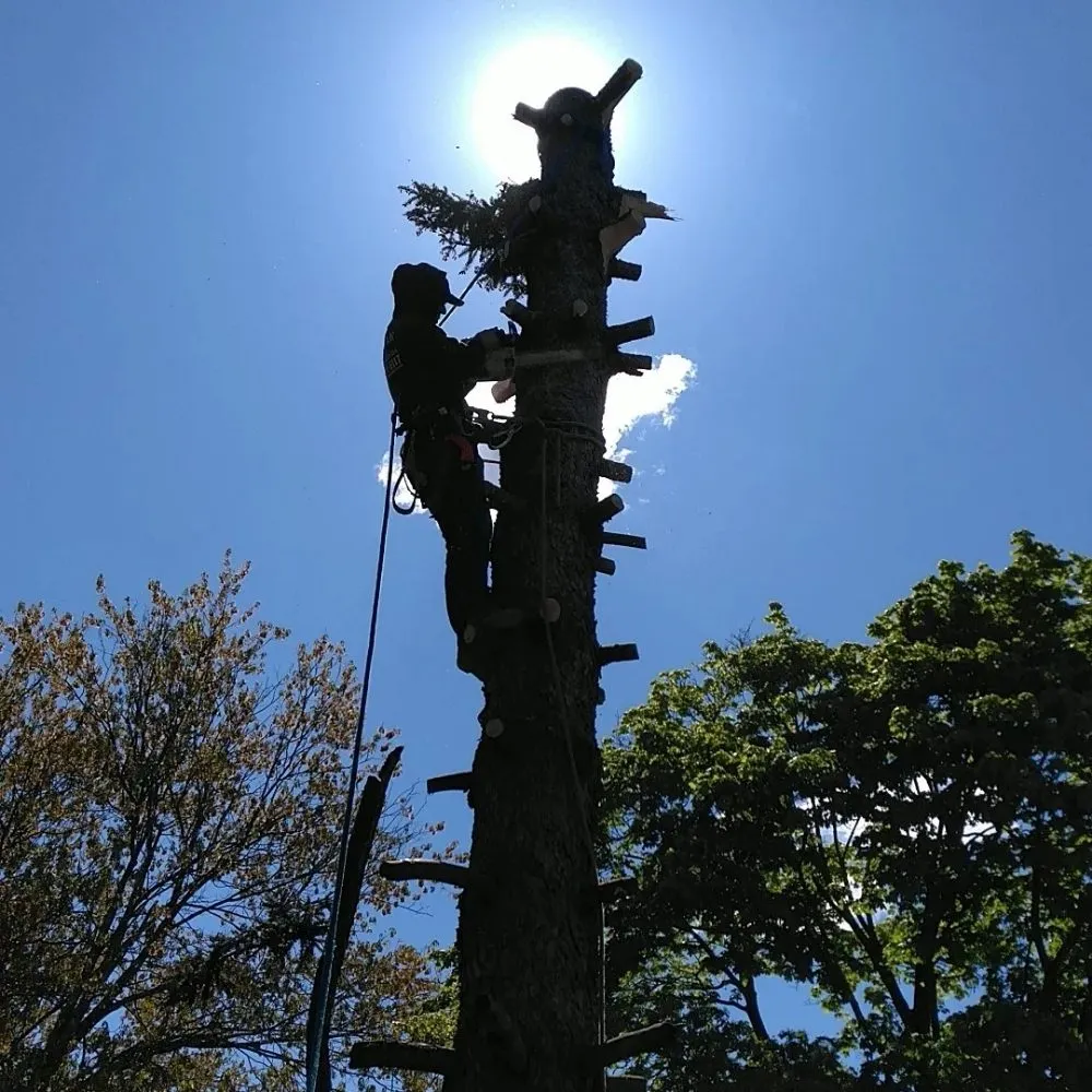 Local yard cleanup service experts serving Boston, MA - Roman Tree Services