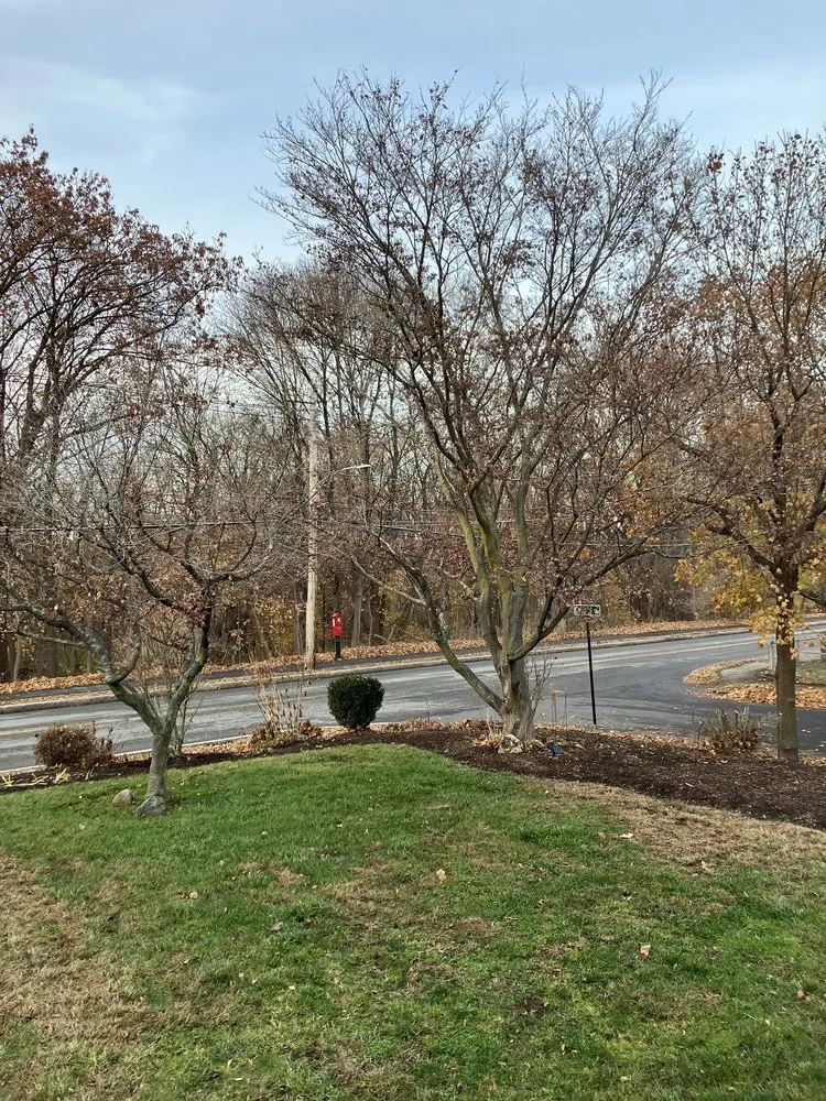 Professional lawn care service for year-round maintenance in Boston, MA by Roman Tree Services