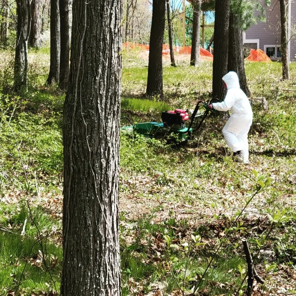 Expert yard cleanup service in Boston, MA - Roman Tree Services