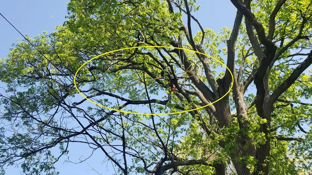 Expert landscape design experts serving Boston, MA - Roman Tree Services